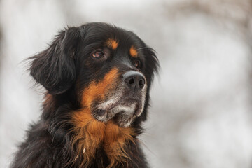 male black and gold Hovie portrait of a dog's head taken from a low position