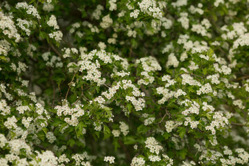 Background from white spring flowers of spirea.
