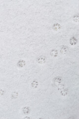winter background: fresh clean even snow, large snowflakes, cat footprints