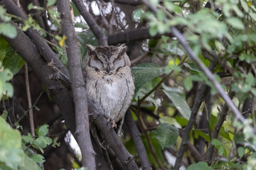 Indian scops owl (Otus bakkamoena) perched on tree in forest.