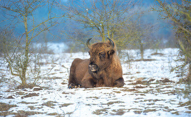 European bison resting on a snow meadow.