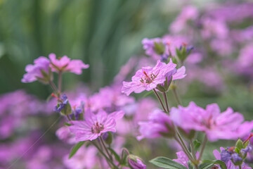 geranium flowers in a park.