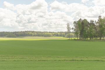 Green fields in beautiful summer sunshine..