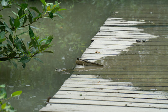 Mudfish in a Mangrove forest at a National Park in Malaysia