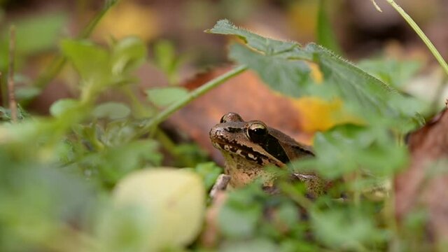 brown frog among the colorful autumn leaves. rana dalmatina camouflaged in nature among the blades of grass