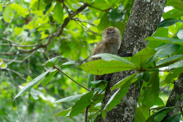 Macaque monkey in a Malaysian National Park near Selangor