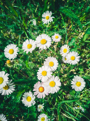 Fototapeta premium Many white daisies in top view of meadow, green grass with white daisies on the meadow
