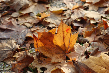 Freshly fallen yellow leaf in the garden. Autumn background
