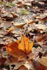 Naklejka na ściany i meble Freshly fallen yellow leaf in the garden. Autumn background