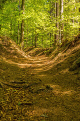 Waldweg im Frühling, mit grünen Bäumen im Nationalpark Bayerischer Wald. Hochformat