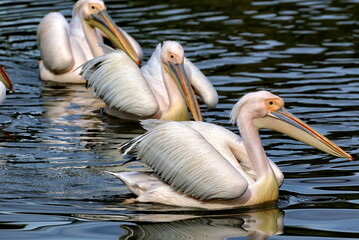 Three great white pelicans swimming.