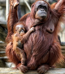 Baby Orangutan holding on to it's mother's teat.
