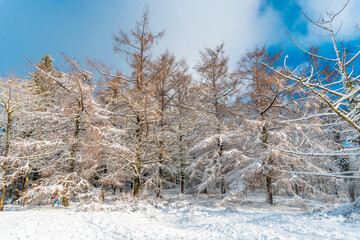 Beautiful snowy forest in the month of January in the Artikutza natural park in Oiartzun near San...
