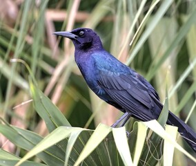 A male Boat-tailed grackle in a palm tree. Quiscalus major.