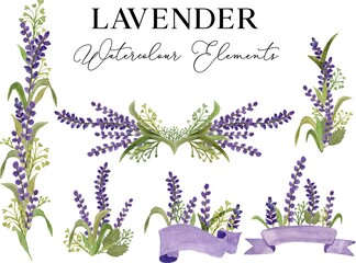 Lavender Flower Watercolor Illustration Vector