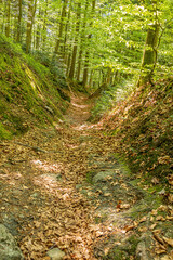 Waldweg im Nationalpark Bayerischer Wald im Frühling. Hochformat.