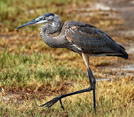 A Hybrid heron with colorful markings walking across field.