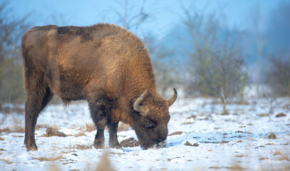 European bison resting on a snow meadow.