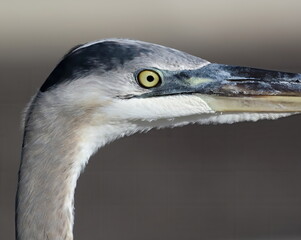 Great blue heron head shot. Ardea Herodias.