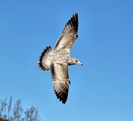 First winter Ring-billed gull banking in flight with wings spread and blue sky background.