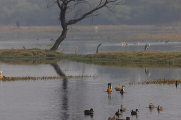 Ruddy shelduck (Tadorna ferruginea) also known in India as the Brahminy duck, is a member of the family Anatidae.