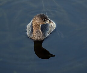 Pie-billed grebe floating upon the pond.