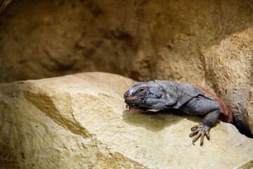 Leguan 2