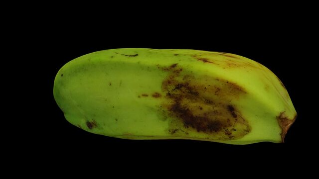 Realistic render of a rotating  Cooking Banana (Saba variety from Philippines) on black background. The video is seamlessly looping, and the 3D object is scanned from a real banana.
