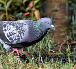 Colorful Domestic pigeon with a green flora background.