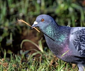 Colorful Domestic pigeon with a green flora background.