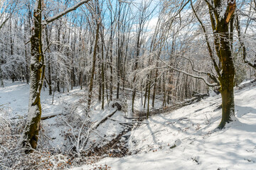 Beautiful snowy beech forest in the Artikutza natural park in oiartzun near San Sebastián, Gipuzkoa, Basque Country. Spain