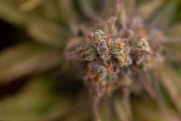 Fresh Marijuana Flowers, Close Up Shot