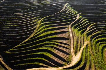 Aerial view of vineyards terraces in Douro Valley, Portugal