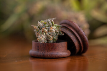 Fresh Marijuana Flowers, Close Up Shot