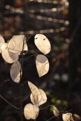 Close-up of ornamental pods of Lunaria annua plant on winter in the garden. Also called Silver dollar, Dollar plant, moonwort or Honestly 