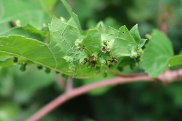 Close-up of green Wine leaf with many galls caused by parasites or insect. Vine plant with disease or illness