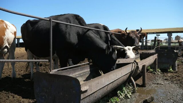 Lazy cows standing and eating hay from long metallic trays outdoors in slo-mo 