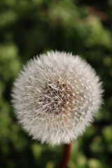 White dandelion with fluffy seeds against dark green background. Taraxacum plant