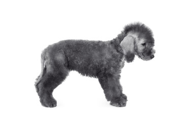 Cute two month old Bedlington Terrier puppy standing over white