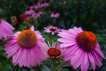 Obraz premium purple coneflower in full bloom in the rainy season. North of Thailand