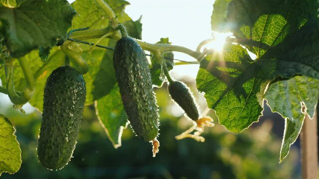 Two juicy cucumbers grow on a bed