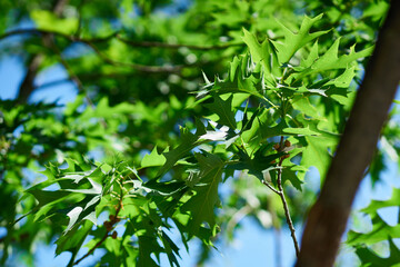 Fototapeta na wymiar Bright and dense greenery in summer in the sun against the blue sky