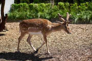 Young deer in the zoo in summer against the background of blooming greenery