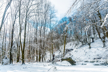 Beautiful snowy beech forest in the Artikutza natural park in oiartzun near San Sebastián,...