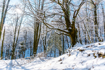 Trail in the snowy Artikutza natural park in Oiartzun near San Sebastián, Gipuzkoa, Basque...
