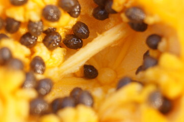 fruit macro photography