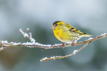 Eurasian Siskin - Carduelis spinus, beautiful perching bird from European forests and gardens, Zlin, Czech Republic.