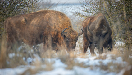 European bison resting on a snow meadow.