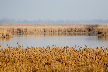 Lakeside area in northern Italy with reeds sprouting from the water in winter time