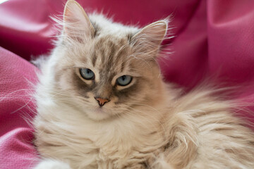 Gato 